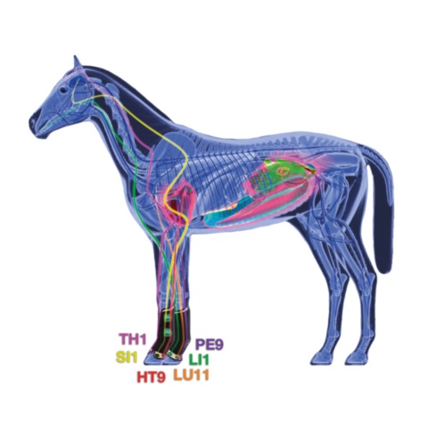 PROTECTOR ZANDONÀ THERAPEUTIC SUPPORT BOOT AIR DELANTERO (PAR) - Imagen 4