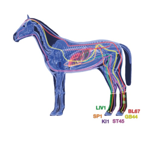 PROTECTOR ZANDONÀ THERAPEUTIC SUPPORT BOOT AIR TRASERO (PAR) - Imagen 4